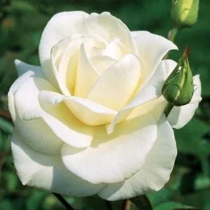 JFK White Rose Bush Cuttings - 3 Unrooted Live Flower Plant Cuttings, 6 Inch - Image 2
