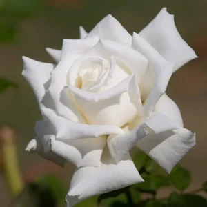 JFK White Rose Bush Cuttings - 3 Unrooted Live Flower Plant Cuttings, 6 Inch - Image 3