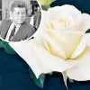 JFK White Rose Bush Cuttings - 3 Unrooted Live Flower Plant Cuttings, 6 Inch - Image 1