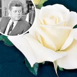 JFK White Rose Bush Cuttings - 3 Unrooted Live Flower Plant Cuttings, 6 Inch - Image 1
