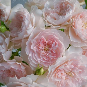 Jia Shu Rose Live Plant - Pink White Bi-Color, Repeat Blooming, Fragrant, 80-120 cm - Image 2