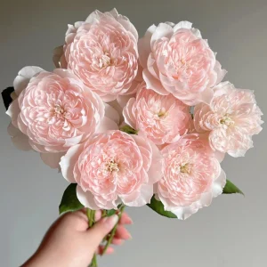 Jia Shu Rose Live Plant - Pink White Bi-Color, Repeat Blooming, Fragrant, 80-120 cm - Image 4