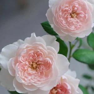 Jia Shu Rose Live Plant - Pink White Bi-Color, Repeat Blooming, Fragrant, 80-120 cm - Image 5