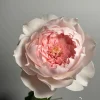 Jia Shu Rose Live Plant - Pink White Bi-Color, Repeat Blooming, Fragrant, 80-120 cm - Image 1