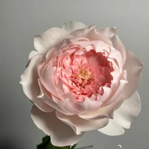 Jia Shu Rose Live Plant - Pink White Bi-Color, Repeat Blooming, Fragrant, 80-120 cm - Image 1