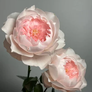 Jia Shu Rose Live Plant - Pink White Bi-Color, Repeat Blooming, Fragrant, 80-120 cm - Image 6