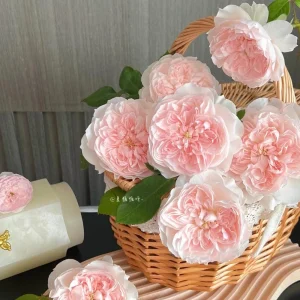 Jia Shu Rose Live Plant - Pink White Bi-Color, Repeat Blooming, Fragrant, 80-120 cm - Image 7