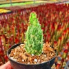 Joseph's Coat Prickly Pear Cactus Live Plant – Variegated Opuntia monacantha f. monstruosa – 2 inch Pot - Image 1