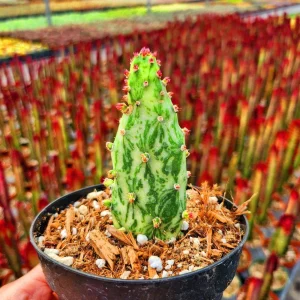 Joseph's Coat Prickly Pear Cactus Live Plant – Variegated Opuntia monacantha f. monstruosa – 2 inch Pot - Image 1