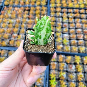 Joseph's Coat Prickly Pear Cactus Live Plant – Variegated Opuntia monacantha f. monstruosa – 2 inch Pot - Image 7