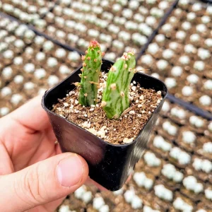 Joseph's Coat Prickly Pear Cactus Live Plant – Variegated Opuntia monacantha f. monstruosa – 2 inch Pot - Image 9