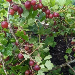 Jostaberry Live Plant - Ribes × nidigrolaria, Thornless Gooseberry Currant Cross Bush, 6-12