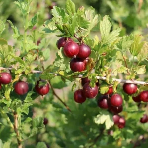 Jostaberry Live Plant - Ribes × nidigrolaria, Thornless Gooseberry Currant Cross Bush, 6-12