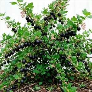 Jostaberry Live Plant - Ribes × nidigrolaria, Thornless Gooseberry Currant Cross Bush, 6-12