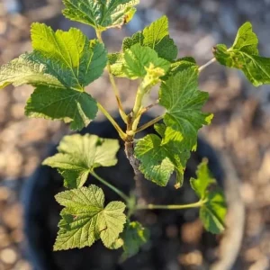 Jostaberry Live Plant - Ribes × nidigrolaria, Thornless Gooseberry Currant Cross Bush, 6-12