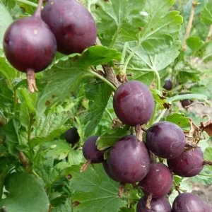 Jostaberry Live Plant - Ribes × nidigrolaria, Thornless Gooseberry Currant Cross Bush, 6-12