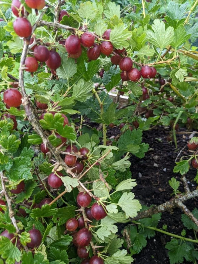 Jostaberry Live Plant - Thorness Gooseberry Currant Bush, 6-12" Tall, Zone 3-8 - Image 2