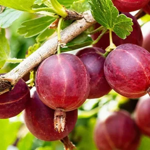 Jostaberry Live Plant - Thorness Gooseberry Currant Bush, 6-12