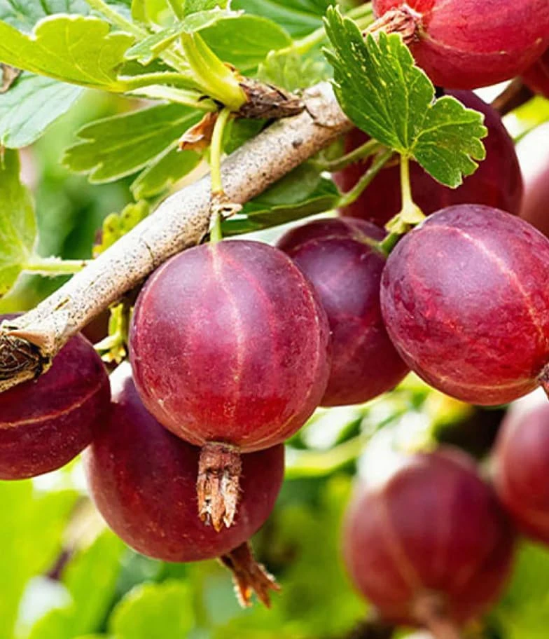 Jostaberry Live Plant - Thorness Gooseberry Currant Bush, 6-12" Tall, Zone 3-8 - Image 4