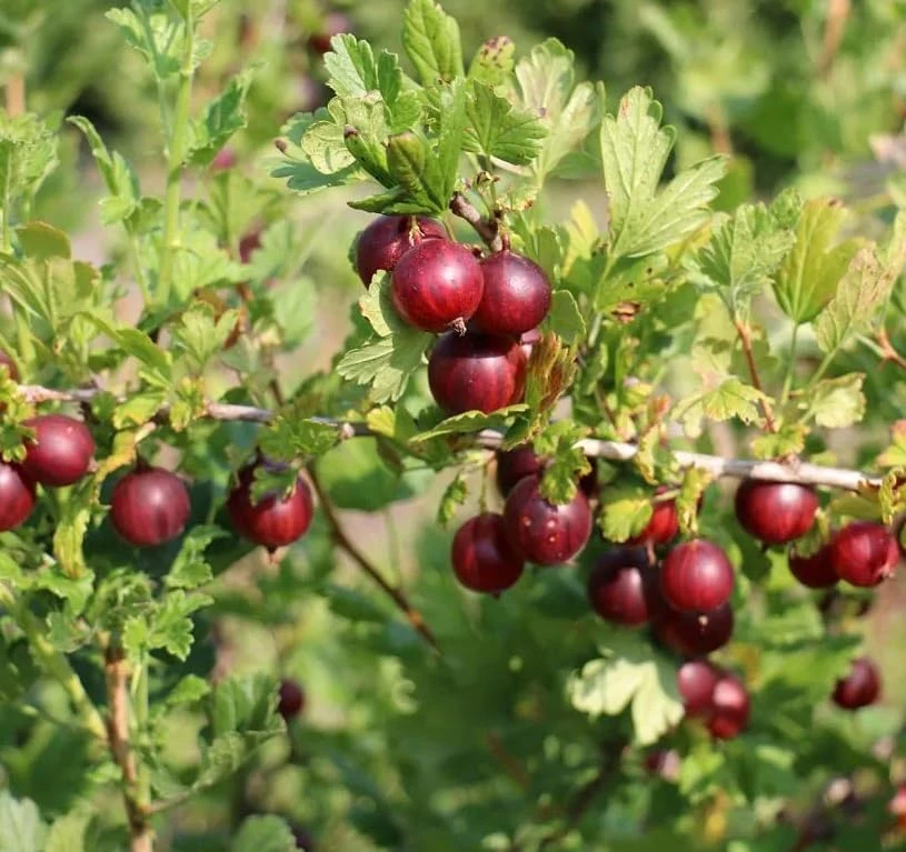 Jostaberry Live Plant - Thorness Gooseberry Currant Bush, 6-12" Tall, Zone 3-8 - Image 5