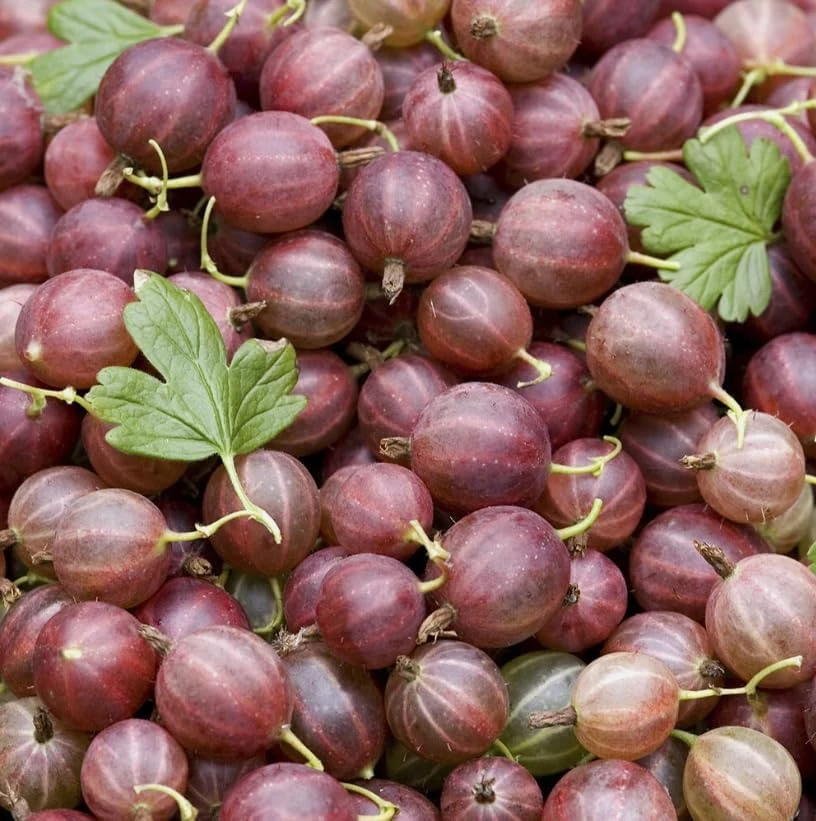 Jostaberry Live Plant - Thorness Gooseberry Currant Bush, 6-12" Tall, Zone 3-8 - Image 7