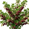 Jostaberry Live Plant - Thorness Gooseberry Currant Bush, 6-12" Tall, Zone 3-8 - Image 1