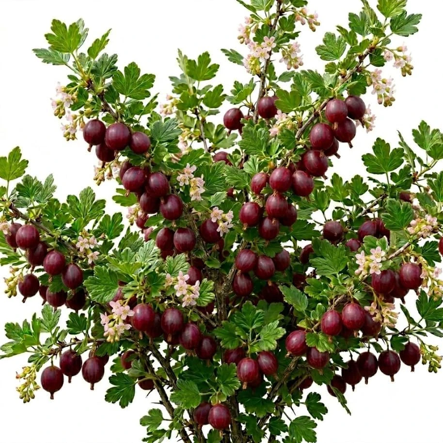 Jostaberry Live Plant - Thorness Gooseberry Currant Bush, 6-12" Tall, Zone 3-8 - Image 1