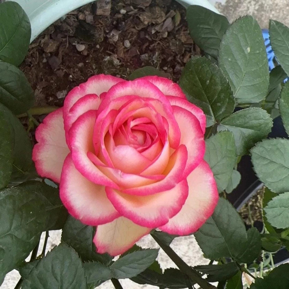 Juedai Shuangjiao Rose Live Plant - Bi-Color Fragrant Flowers 70-90cm Tall - Image 2