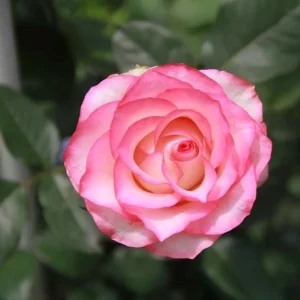 Juedai Shuangjiao Rose Live Plant - Bi-Color Fragrant Flowers 70-90cm Tall - Image 1