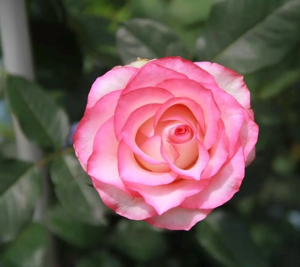 Juedai Shuangjiao Rose Live Plant - Bi-Color Fragrant Flowers 70-90cm Tall - Image 1