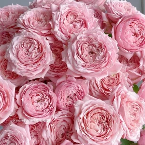 Julieta Rose Live Plant - Fragrant Pink Double Bloom, 8-10 cm Flowers, Outdoor - Image 2