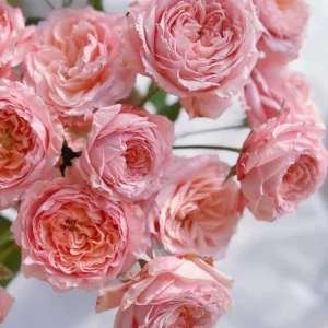 Julieta Rose Live Plant - Fragrant Pink Double Bloom, 8-10 cm Flowers, Outdoor - Image 3