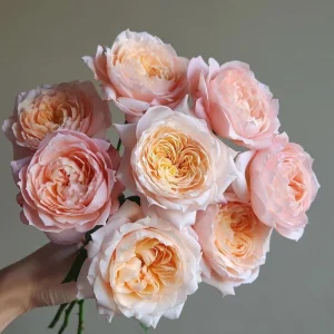 Julieta Rose Live Plant - Fragrant Pink Double Bloom, 8-10 cm Flowers, Outdoor - Image 4