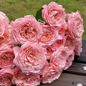 Julieta Rose Live Plant - Fragrant Pink Double Bloom, 8-10 cm Flowers, Outdoor - Image 5