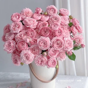 Julieta Rose Live Plant - Fragrant Pink Double Bloom, 8-10 cm Flowers, Outdoor - Image 1