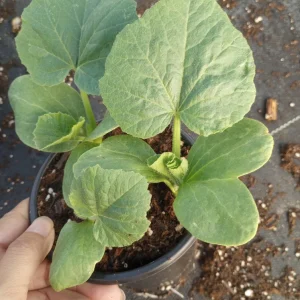 Jumbo Pink Banana Squash Live Plant – 6 inch Pot – Outdoor Vegetable Plant - Image 2