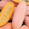 Jumbo Pink Banana Squash Live Plant – 6 inch Pot – Outdoor Vegetable Plant - Image 1