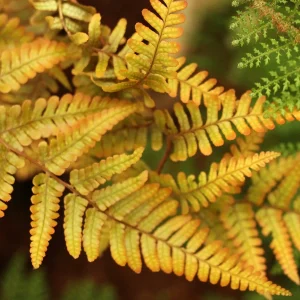 Jurassic Gold Wood Fern Live Plant - Dryopteris wallichiana 'Jurassic Gold' PPAF - 2.5x3.5 inch Pot - Shade Perennial - Image 1