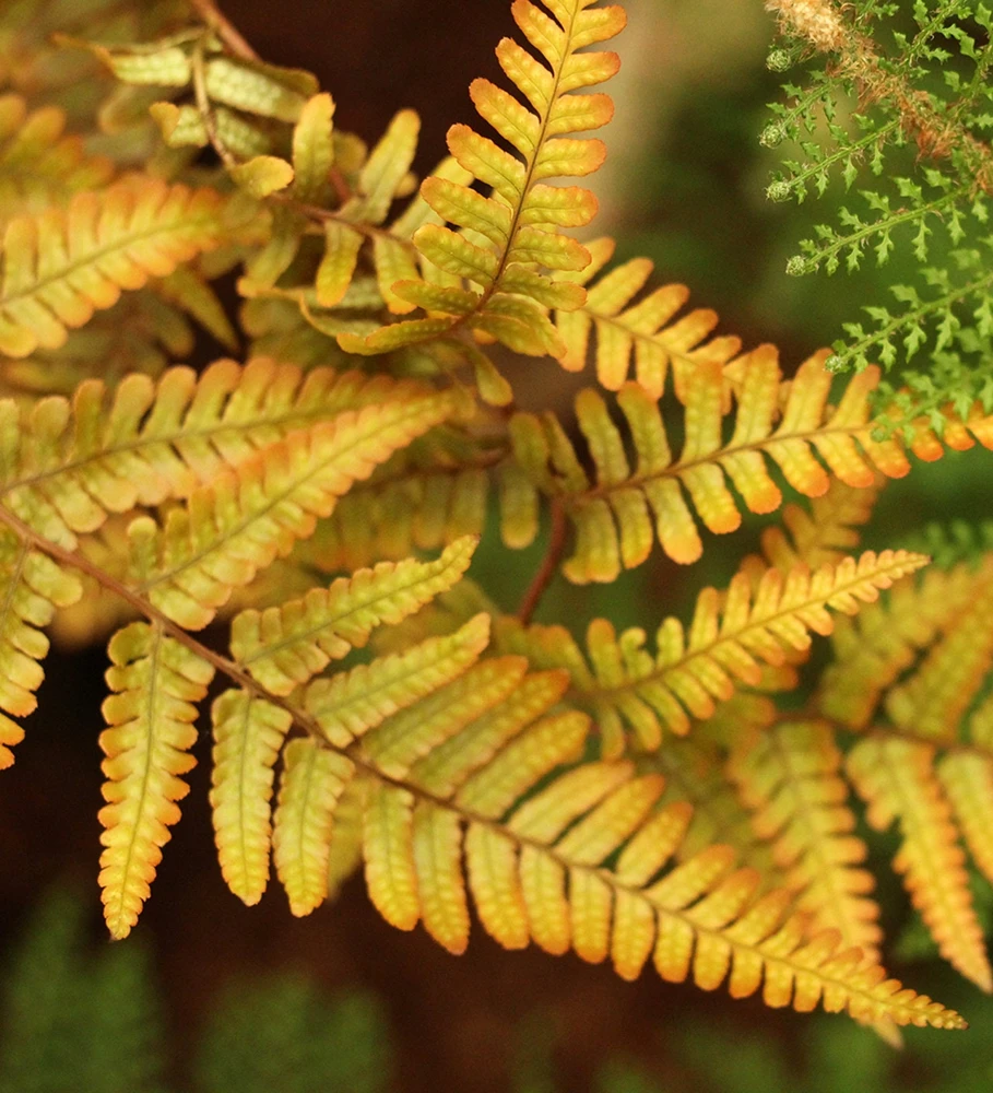Jurassic Gold Wood Fern Live Plant - Dryopteris wallichiana 'Jurassic Gold' PPAF - 2.5x3.5 inch Pot - Shade Perennial - Image 1