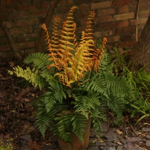 Jurassic Gold Wood Fern Live Plant - Dryopteris wallichiana 'Jurassic Gold' PPAF - 2.5x3.5 inch Pot - Shade Perennial - Image 2