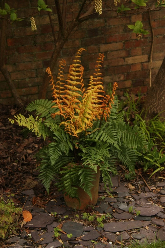 Jurassic Gold Wood Fern Live Plant - Dryopteris wallichiana 'Jurassic Gold' PPAF - 2.5x3.5 inch Pot - Shade Perennial - Image 2