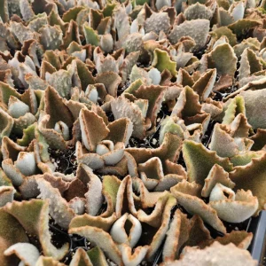 Kalanchoe Beharensis Fang Live Plant - 2 inch Potted Succulent - Image 7