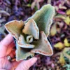 Kalanchoe Beharensis Fang Live Plant - 2 inch Potted Succulent - Image 1
