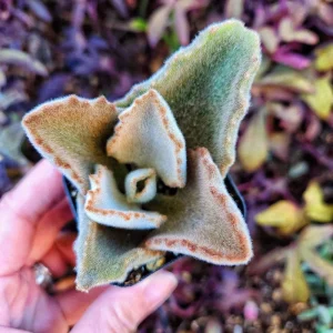 Kalanchoe Beharensis Fang Live Plant - 2 inch Potted Succulent - Image 1
