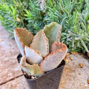 Kalanchoe Beharensis Fang Live Plant - 2 inch Potted Succulent - Image 8