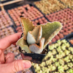 Kalanchoe Beharensis Fang Live Plant - 2 inch Potted Succulent - Image 9