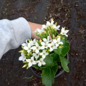 Kalanchoe Blossfeldiana Live Plant - 6 inch Pot, Flaming Katy, Christmas Kalanchoe - Image 4