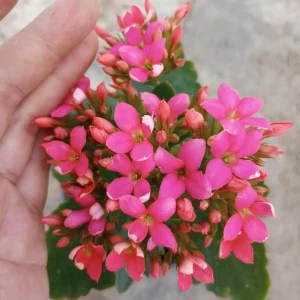 Kalanchoe Blossfeldiana Live Plant - 6 Inch Potted Flaming Katy Indoor Houseplant - Image 3