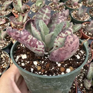 Kalanchoe Humilis Desert Surprise Live Plant – Purple Variegated Succulent – 2-4 inch Pot – Indoor/Outdoor - Image 10