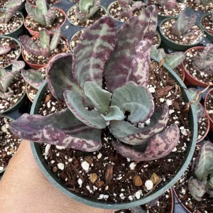 Kalanchoe Humilis Desert Surprise Live Plant – Purple Variegated Succulent – 2-4 inch Pot – Indoor/Outdoor - Image 11